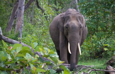 South India Jungle tour Package