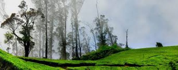 Thekkady Wildlife Tour Package