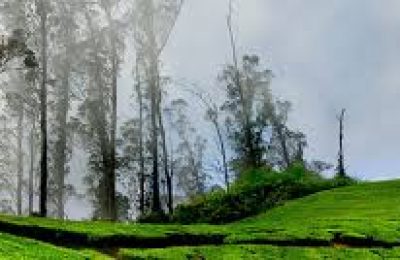 Thekkady Wildlife Tour Package