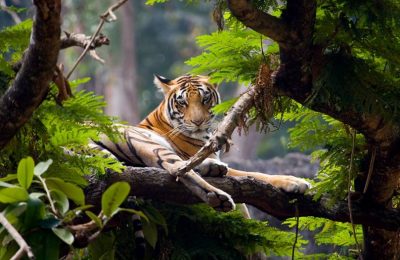 Munnar Wildlife Tour Package