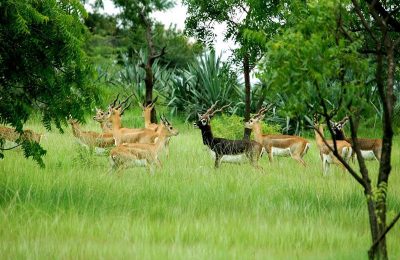 Kerala Wildlife Tour Package India