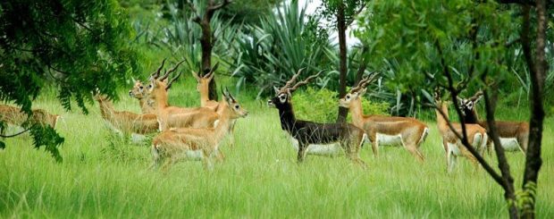 Kerala Wildlife Tour Package India