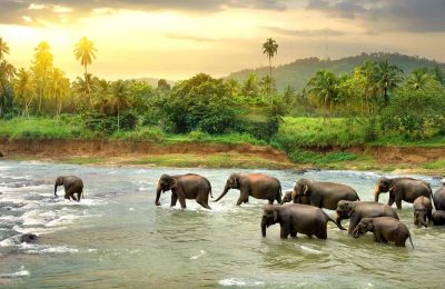 Kerala Beaches and Wildlife Tours of India