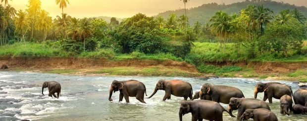 Kerala Beaches and Wildlife Tours of India