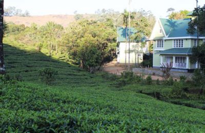 Lavender Vagamon Munnar