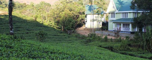 Lavender Vagamon Munnar